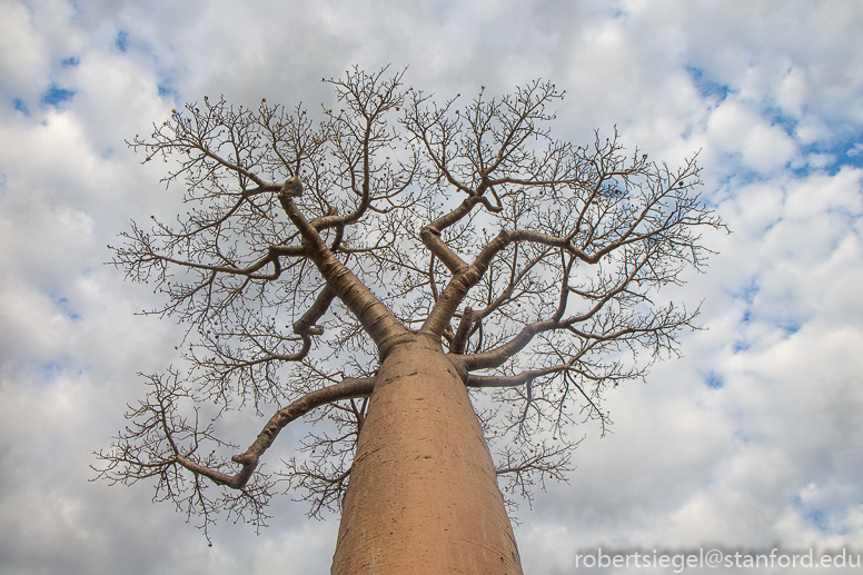 baobab